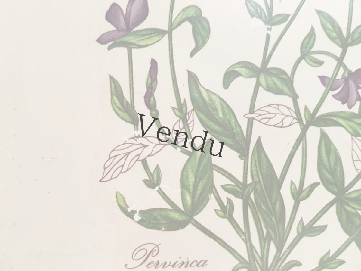 画像9: フランスヴィンテージ　プラト― 蔓日々草 (9)